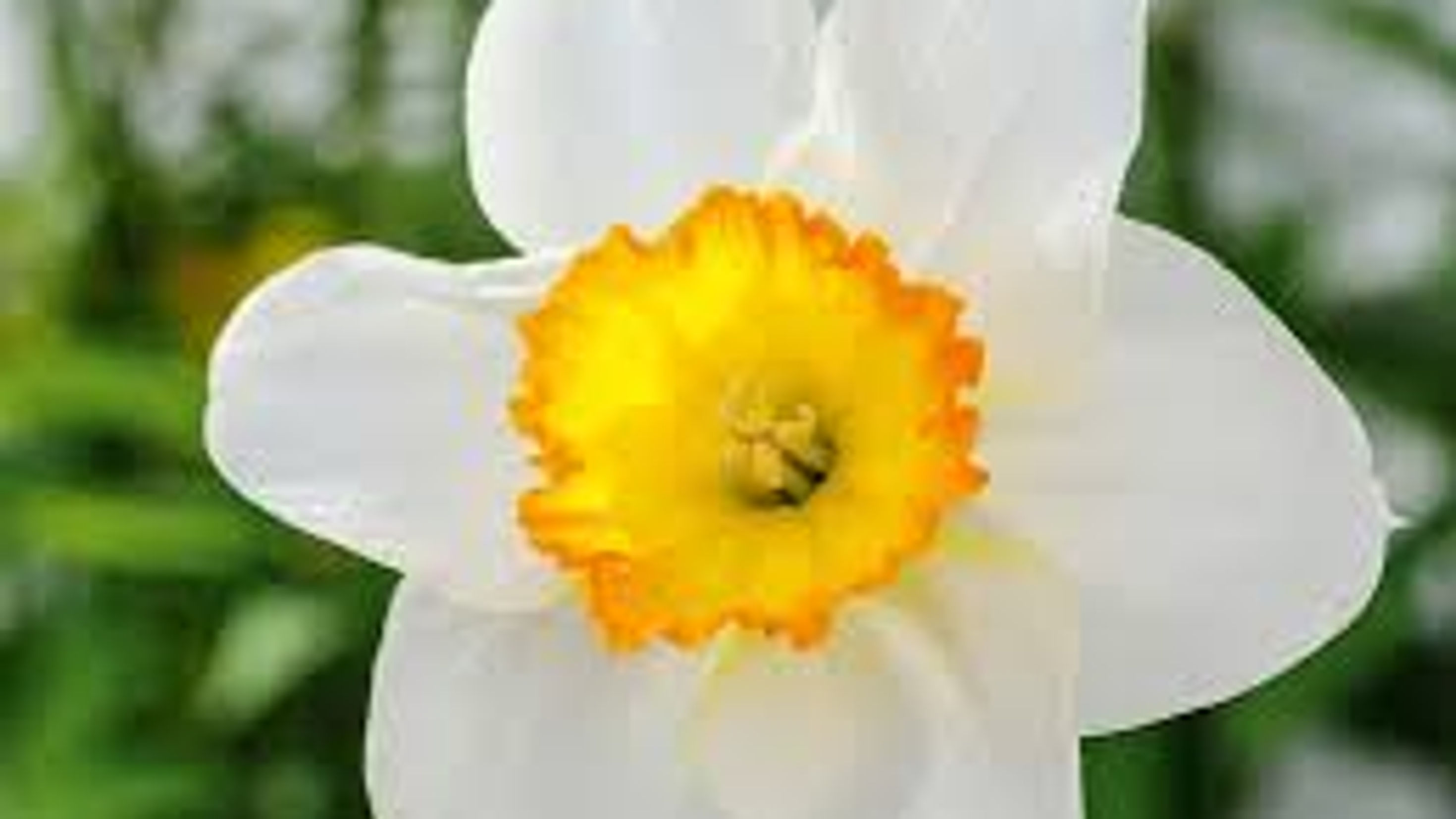 Daffodil Flower